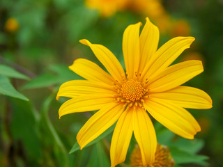 beauty Mexico sunflower 