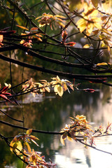 autumn leaves on tree