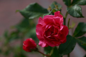 Pink flower