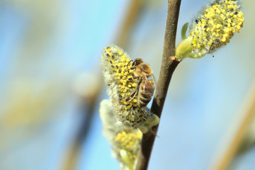 pierwszy pożytek © Argiz
