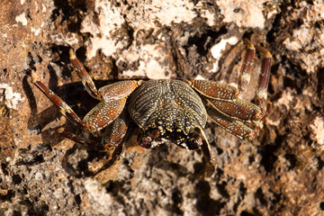 Crab on the Red sea