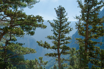 Pine forest in the mountains. Beautiful mountain landscape. Samaria Gorge (Crete, Greece).