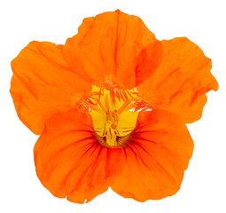 nasturtium flower orange isolated