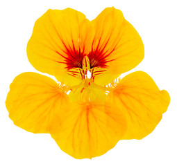 nasturtium flower yellow isolated