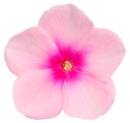 Phlox pink flower isolated