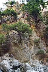 Pines grow on the rocks. Dried waterfall. Mountain landscape.