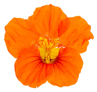 Fototapeta nasturtium flower orange isolated