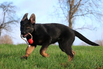 funny black german shepherd puppy is playing with a ball in the garden