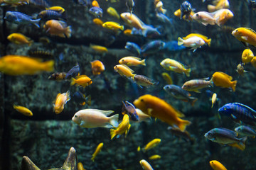 Fototapeta na wymiar The coral reef fishes in aquarium environment