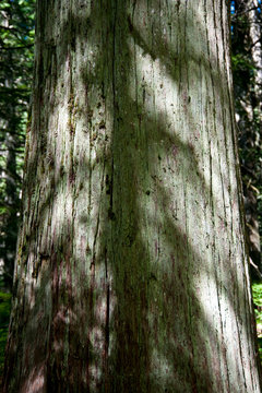 Zedernrinde, British Columbia, Kanada