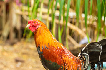 The Philippine cock is sitting on his house. Balicasag Island, Philippines.