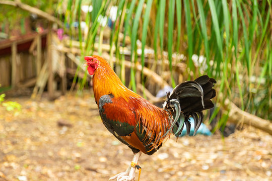 The Philippine cock is sitting on his house. Balicasag Island, Philippines.