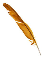 bright orange parrot wing feather on white