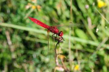 Crocothemis erythraea; Feuerlibelle; männlich; male; ♂; Scarlet dragonfly