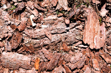 Laesoe / Denmark: Conifer bark on the forest floor in the nature reserve Laesoe Klintplantage in the April sun