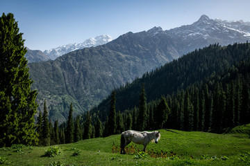 Wild Horse in the Mountains