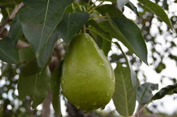 съешь меня я созрела и умылась