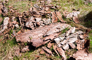 Laesoe / Denmark: Conifer bark on the forest floor in the nature reserve Laesoe Klintplantage in the April sun