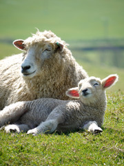 Fototapeta premium Mother ewe and lamb at Abbotsbury, Dorset