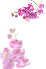Fototapeta na wymiar Orchid Flowers Isolated on White Background with Copy Space. Selective focus.