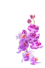 Obraz na płótnie Canvas Orchid Flowers Isolated on White Background with Copy Space. Selective focus.