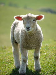 Lamb at Abbotsbury, Dorset