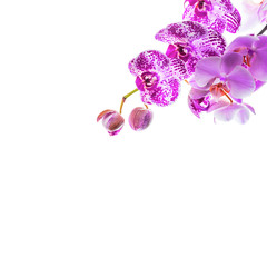 Orchid Flowers Isolated on White Background with Copy Space. Selective focus.