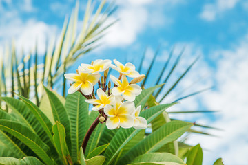 Plumeria flowers blooming against the sky. Selective focus.