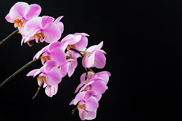 Naklejka na ściany i meble Orchid Flowers on Black Background with Copy Space. Selective focus.