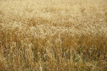 Full frame crop of Wheat growing in a farm field