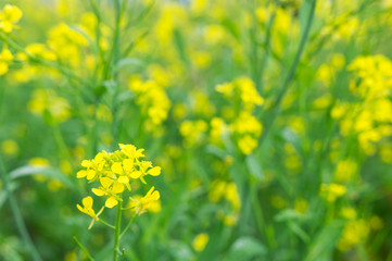 Yellow oilseed rape blossom