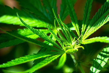 morning sunlight on cannabis or marijuana leafs plant 