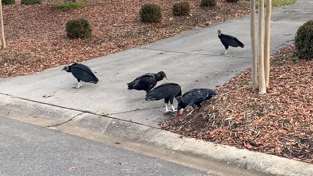 Black Vultures scavenge a dead squirrel in a neighborhood driveway