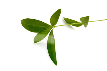 Obraz premium Green alone leaf on white background.
