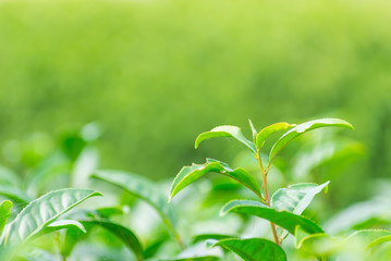 Fototapeta na wymiar Soft tea plantation