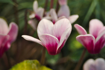 flowers in the greenhouse