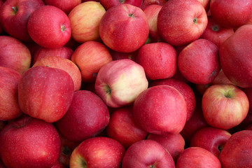 Red apples on black background. Many red apples.