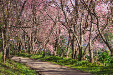 cherry blossoms in full bloom