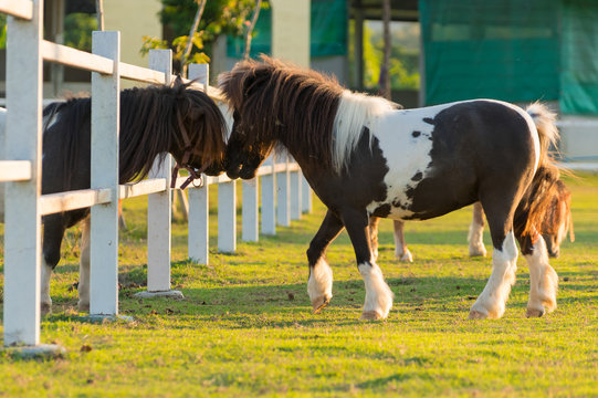 Lovely Dwarf Horse.