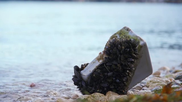 Canister overgrown with mussels on the beach. Pollution of the World Ocean with plastic waste