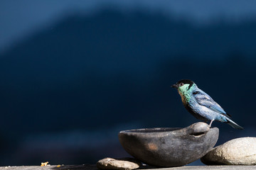 Tanager heinei beautiful Colombian bird. Colombia.
