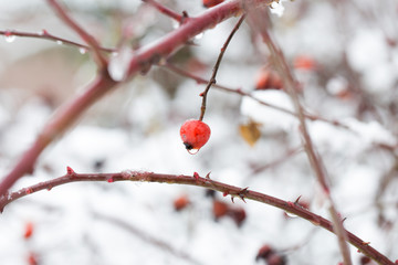  SaveDownload Previewcolor macro photography of hip berry with rain drop