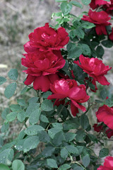 A lush bush of red roses on a background of nature.