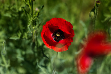 Red poppy on green weeds field. Poppy flowers.Close up poppy head. red poppy.Red poppy flowers...