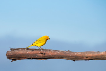Beautiful bird. Saffron finch - Sicalis flaveola