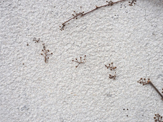 Texture of White Stone Wall with plant growing on surface 