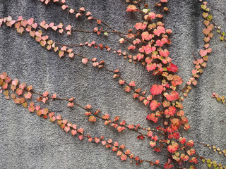 Texture of grey cement wall with heart shaped leaves growing on surface