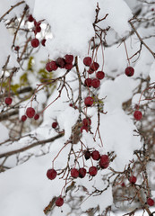 snow and red berries