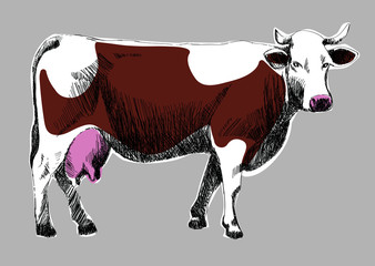 łaciata krowa 01 - obrazy, fototapety, plakaty