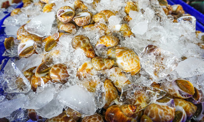 loseup fresh areola babylon or spotted babylon on ice at fresh market, delicious seafood for cooking meal or dinner or appetizer